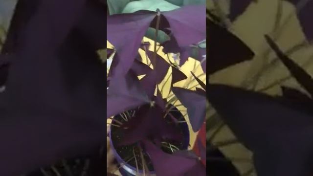 Кислица или оксалис смотреть онлайн