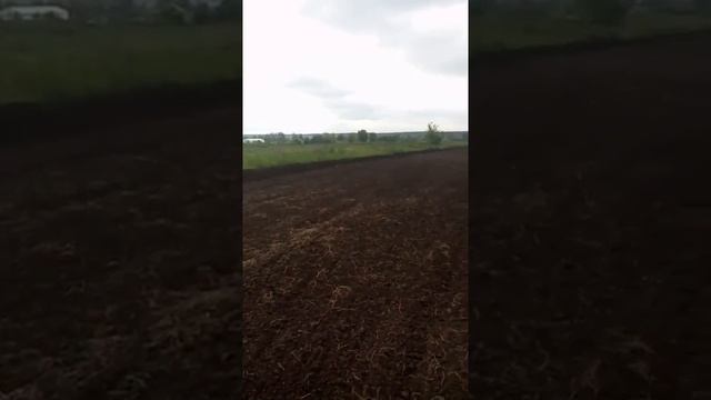 Выращивание капусты. Посев капусты вакуумной сеялкой точного высева сразу в открытый грунт смотреть онлайн