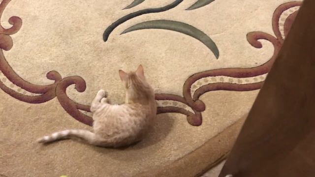 Вот что делают Коты днем😃 смотреть онлайн