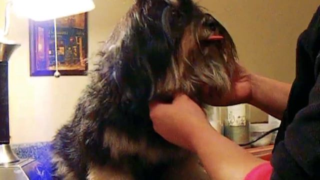 Top 10 Dogs That Don't Smell: Low Odor Dogs 101 смотреть онлайн