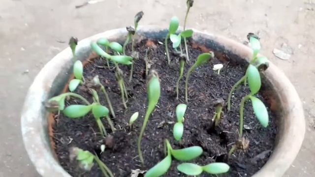 HOW TO GROW DIMORPHOTHECA OR AFRICAN DAISY FROM SEEDS WITH FULL UPDATES смотреть онлайн