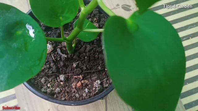 Peperomia Polybotrya(Raindrop Peperomia) Houseplant Care
