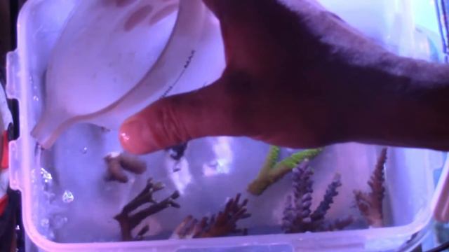 Новые акропоры и борьба с фосфатами смотреть онлайн