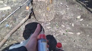 Хлороз клубники во время налива борьба.