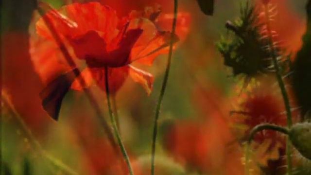 Мир сказочных МАКОВ смотреть онлайн