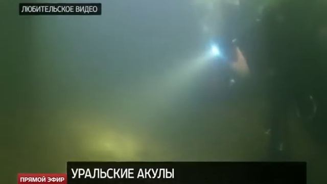 Уральские дайверы нашли зубы ископаемой акулы на дне реки Тобол смотреть онлайн