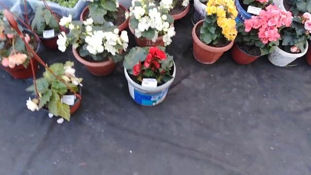Моя коллекция бегонии! смотреть онлайн