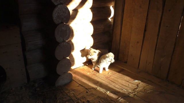 содержание щенков зимой смотреть онлайн