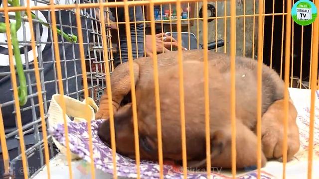 சென்னை வாரச்சந்தை அ முதல் ஃ வரை வீட்டு வளர்ப்பு பிராணிகள் வாங்க | A to Z pets market on Chennai смотреть онлайн