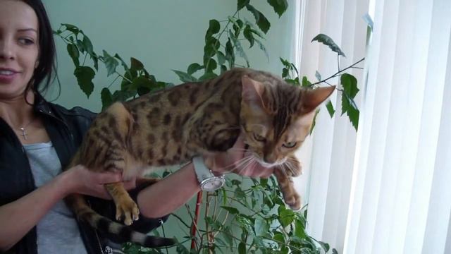 Клип №0370 - выставка кошек PCA Online