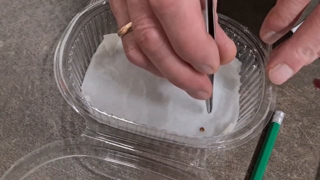 Подготовка и посев семян томатов. Как правильно обработать семена перед посевом.