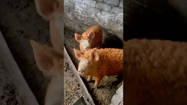 Необычный вид свиней смотреть онлайн