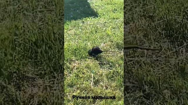 #крыса #животные смотреть онлайн