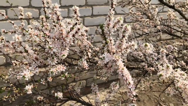 Цветение Войлочной вишни смотреть онлайн