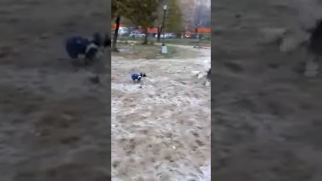 Цвергпинчер Мира на прогулке 2 смотреть онлайн