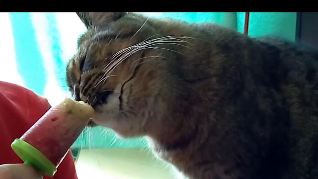 Кот ест мороженое. Кот Жулик любит сладкое. смотреть онлайн