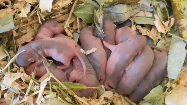 Выкармливание крысят. Как выкормить крысят? смотреть онлайн