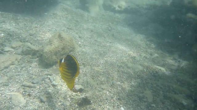Подводная съёмка в Египте,красное море. смотреть онлайн