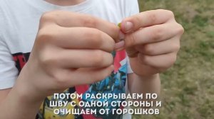 Как сделать свисток из акации | Свистулька своими руками за 1 минуту
