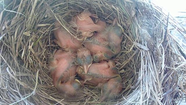 Птенцы 2 смотреть онлайн