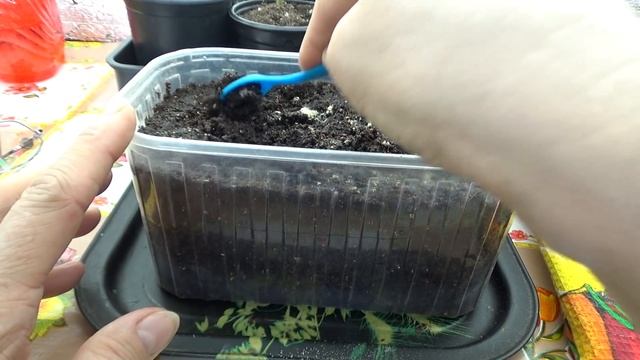 Рокамболь- рассада. смотреть онлайн