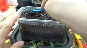 Рокамболь- рассада.