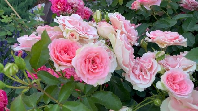 Любимая Роза Jet Set смотреть онлайн