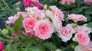 Любимая Роза Jet Set