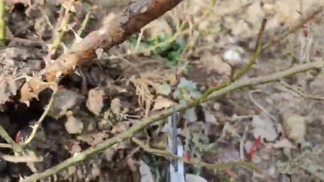 Обрезка парковой розы - обрезаем розы вместе смотреть онлайн