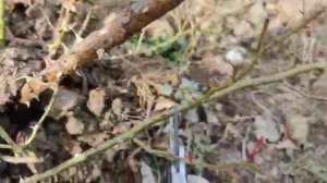 Обрезка парковой розы - обрезаем розы вместе