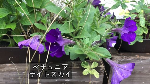 ペチュニア/品種による差/雨後の回復力💪/Petunia/Variety Difference/Resilience After Rain