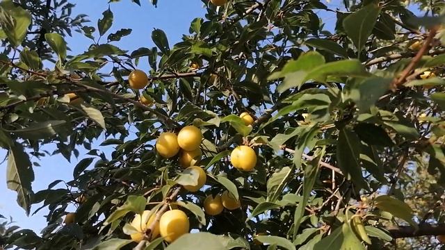 Стихи растут, как звезды и как розы!Стихи живут на небесах и падают к ногам! смотреть онлайн