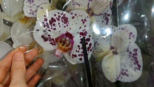 Леруа:ЗАВОЗ прекрасных ОРХИДЕЙ,18.12.20,ТЦ"Космопорт",Самара. смотреть онлайн