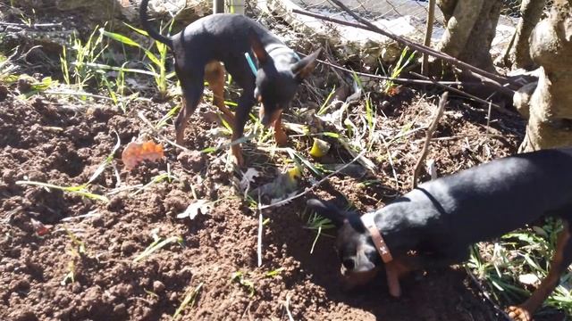 Skimmia Japonica Rubella смотреть онлайн