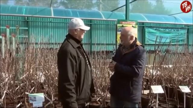 Бактериальный ожог груши, препарат "Гамаир" смотреть онлайн