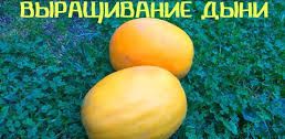 Как вырастить дыню.