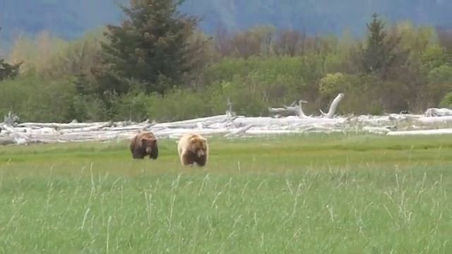 Katmai National Park - Walking with the Giant Grizzly Bears смотреть онлайн