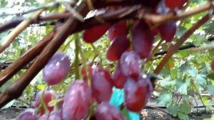 Виноград Елена-Виктория. 2020г.