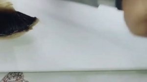 Можно ли есть шампиньоны сырыми. Как выглядят шампиньоны