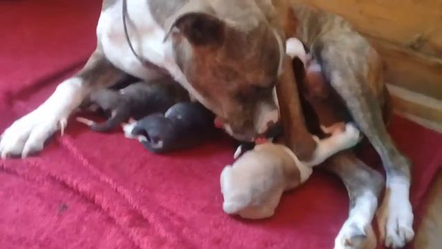 Pitbull 3 día de l@s cachorros смотреть онлайн