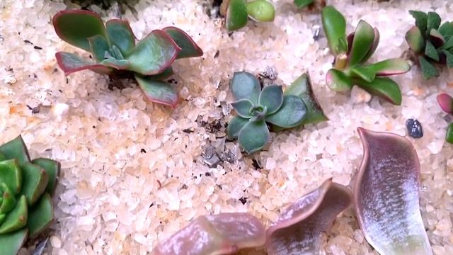 Детки суккулентов ? 3 серия: весь путь от листа до маленького растения смотреть онлайн