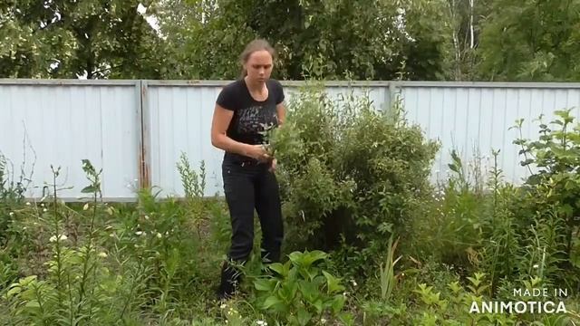 Дача в начале июля. Обрезка чубушника, сбор спаржевой фасоли и желтой черешни. смотреть онлайн