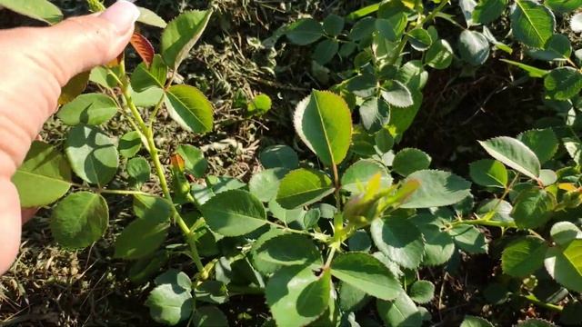 Молодые розы Мерхенцаубер,Прайд энд Преджидис,Мисс Диор, Адмирал,Лайэнз Роуз,Чайковский(весна 2021) смотреть онлайн