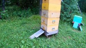 Рут или дадан