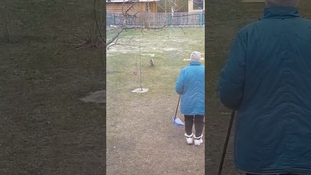 17й день в деревне у Мамули. сегодня гороховый суп с копчёностями.