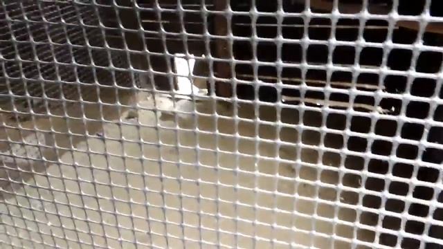 Наш птичник. Содержание Кур. Мишкина Усадьба. смотреть онлайн