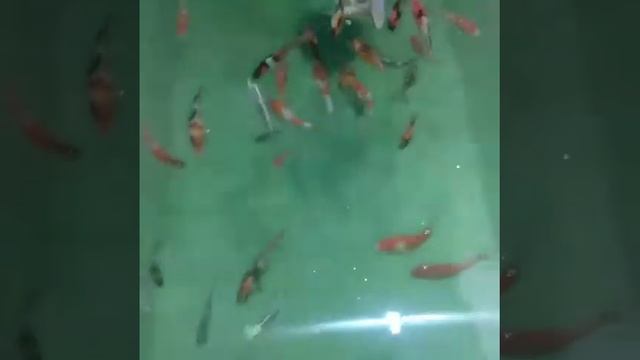 Карпы кои на продажу. Япония. от 25 до 50 см.