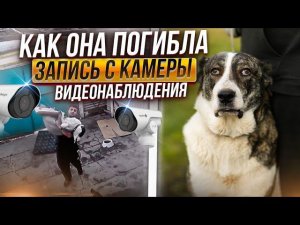 Что произошло с алабайкой - Белкой, мамой Шани. Запись с камер видеонаблюдения. Она погибла