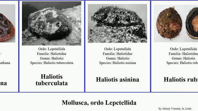 Mollusca, ordo Lepetellida haliotis rubra rufescens tuberculata kamtschatkana cayenensis asinina смотреть онлайн