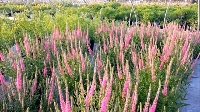 Best Garden Perennials - Veronica Red Fox (Speedwell). A Beautiful, Easy To Grow Perennial